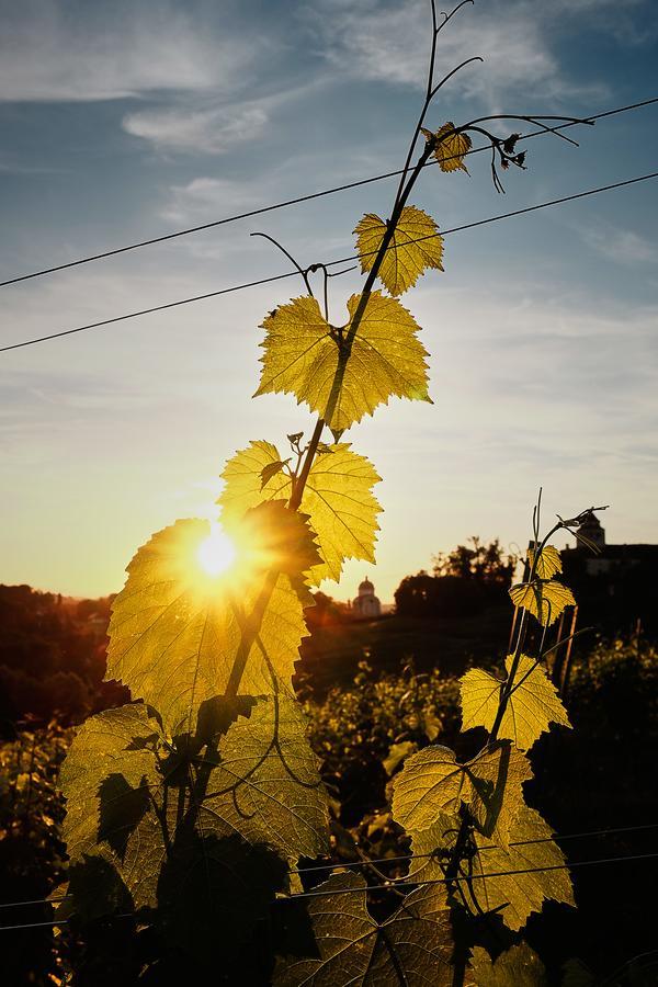 Loisium Wine & Spa Hotel Suedsteiermark Ehrenhausen Kültér fotó