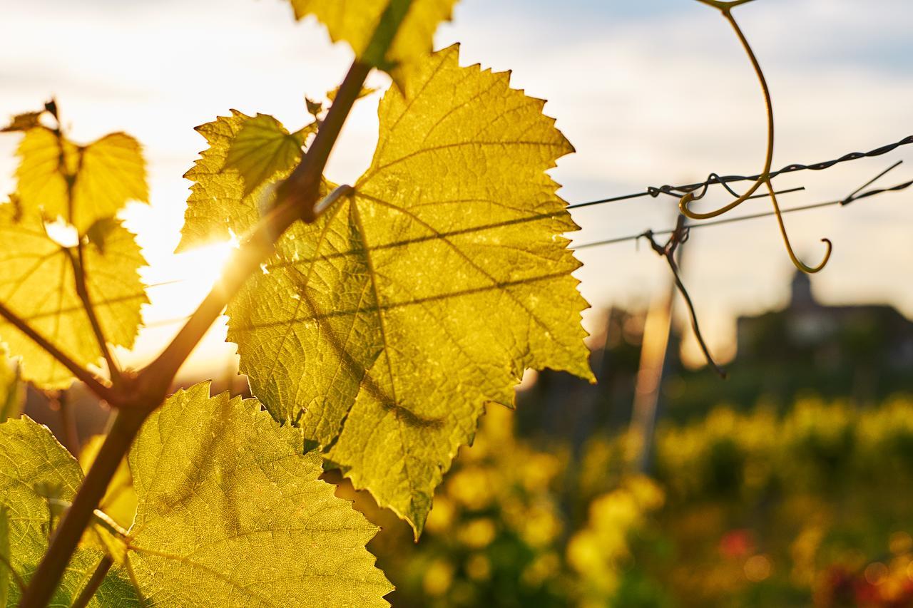 Loisium Wine & Spa Hotel Suedsteiermark Ehrenhausen Kültér fotó
